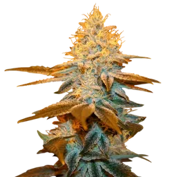 Strawberry Glue