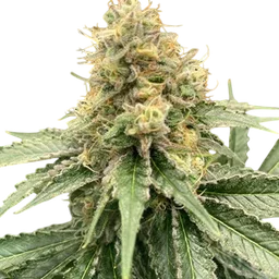 Strawberry Guava Auto