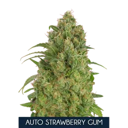 Strawberry Gum Auto