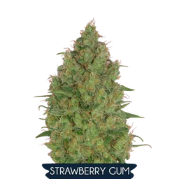 Strawberry Gum