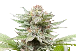 Strawberry Haze Auto
