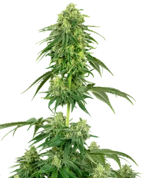 Strawberry Kush