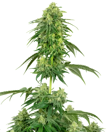 Strawberry Kush