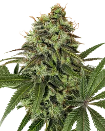 Strawberry OG
