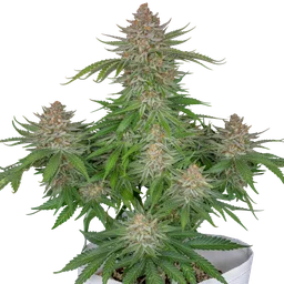 Strawberry Pie Auto