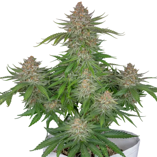 Strawberry Pie Auto