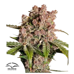 Strawberry Soda Auto