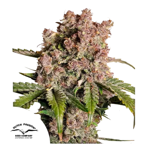 Strawberry Soda Auto