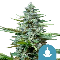 Stress Killer CBD Auto