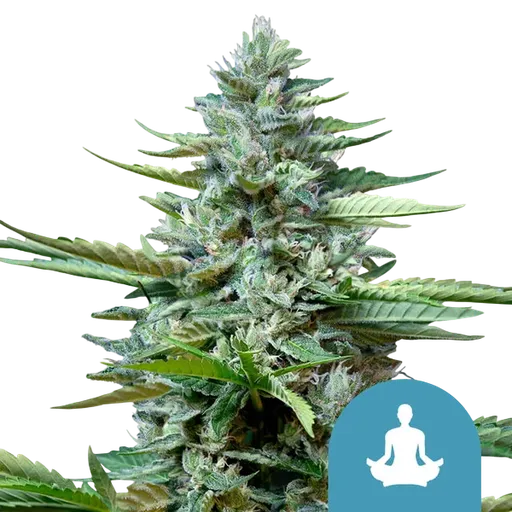 Stress Killer CBD Auto