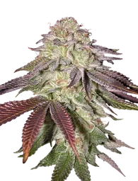 Sugarlato Auto
