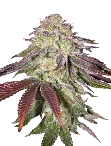 Sugarlato Auto
