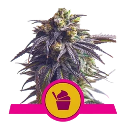 Sundae Driver