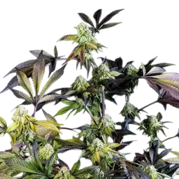 Sunset Sherbet