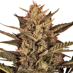 Sunset Vibes Auto
