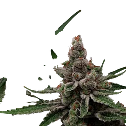 Super Blue Haze