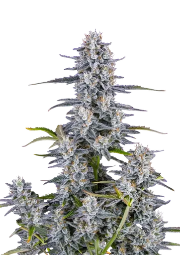 Super Boof Auto
