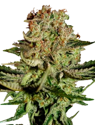 Super Bud