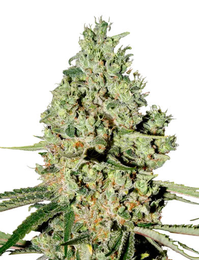 Super Critical