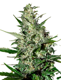Super Critical Auto