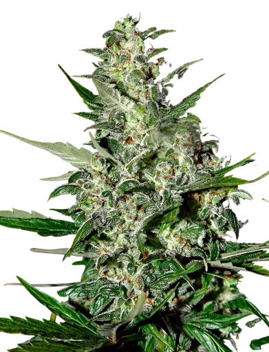 Super Critical Auto