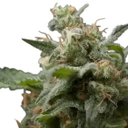 Super Hash