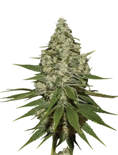 Super Lemon Haze