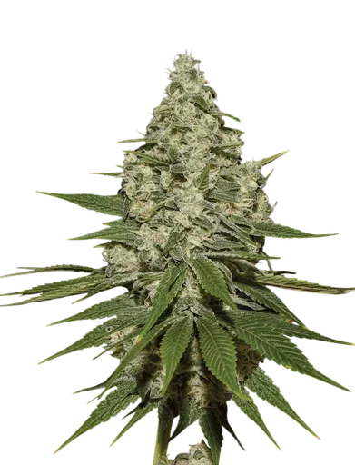 Super Lemon Haze
