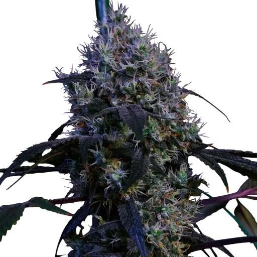 Super Lemon Haze RBX3