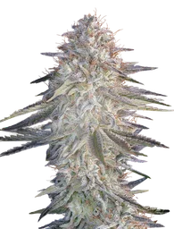 Super Lemon Haze x Pink Candy