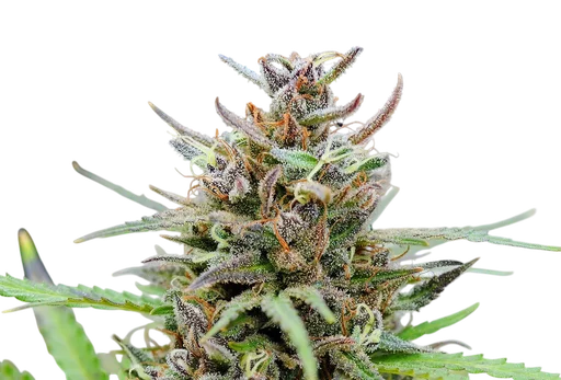 Baby Boom Auto