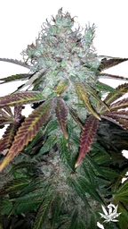 Super Lemon Jack