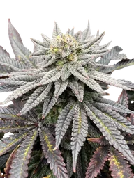Super Menthol Haze