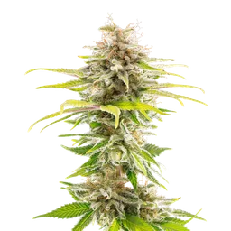 Super OG Kush