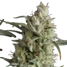 Super OG Kush