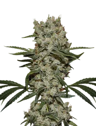 Super Silver Haze