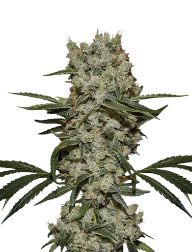Super Silver Haze