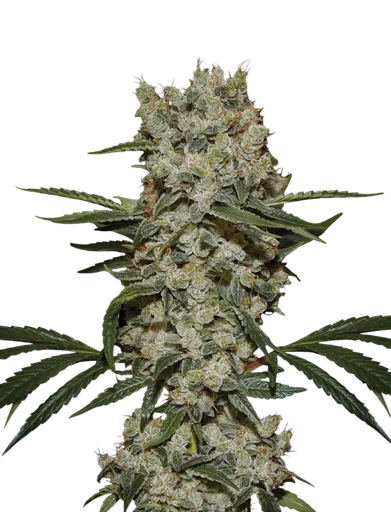 Super Silver Haze