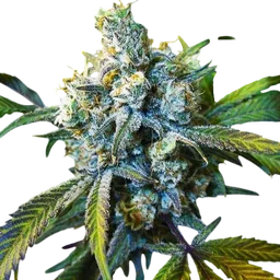 Super Silver Haze