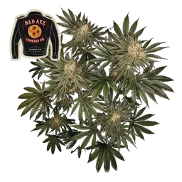 Badazz Cookies OG