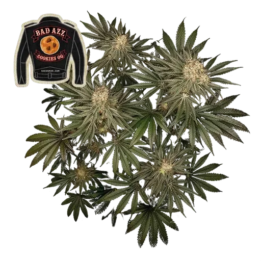 Badazz Cookies OG