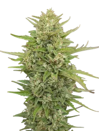 Super Skunk Auto