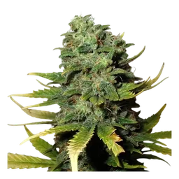 Super Skunk