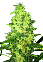 Super Skunk