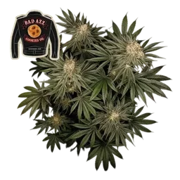 Badazz Cookies OG