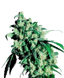 Super Skunk