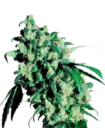 Super Skunk