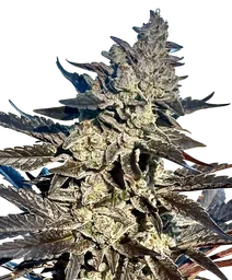 Super Sour Runtz