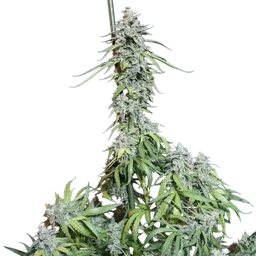 Super Watermelon Auto