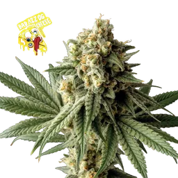 Badazz OG Cheese